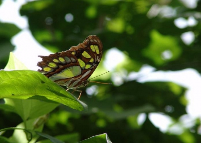 Mariposario Xcaret